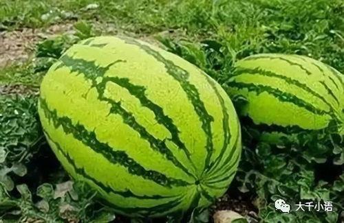 黑料吃瓜网apk普通安装  第3张